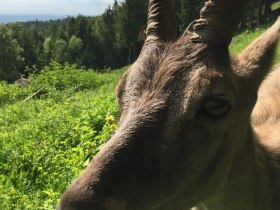 Steingeiß, © Wiener Alpen in Niederösterreich - Schneeberg Hohe Wand