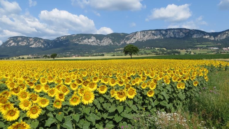 Hohe Wand Sonnenblumen, © Naturpark Hohe Wand 