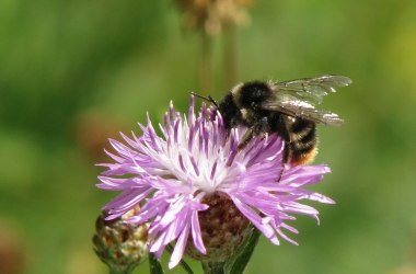 Wildbiene , © Naturpark Hohe Wand 