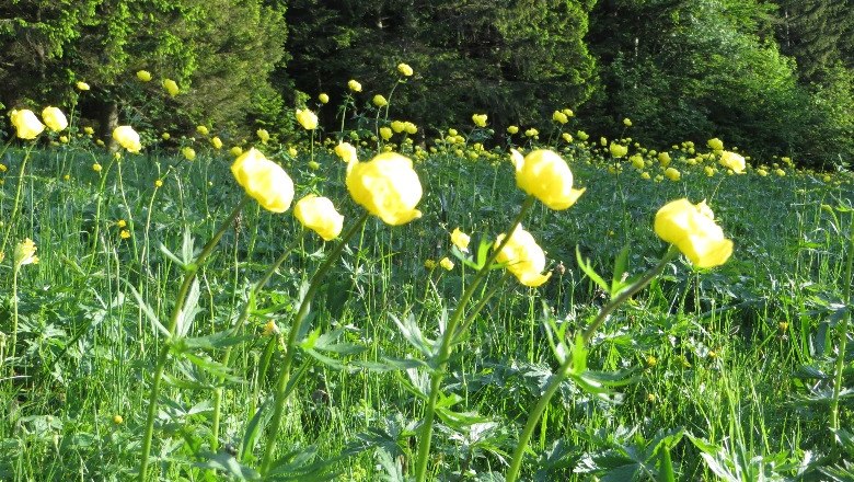 Traum in Gelb - Trollblumenwiese , © Naturpark Hohe Wand 