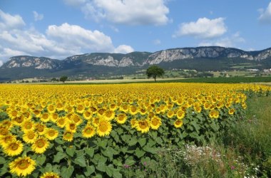 Hohe Wand Panorama Sonnenblumen, © Naturpark Hohe Wand 